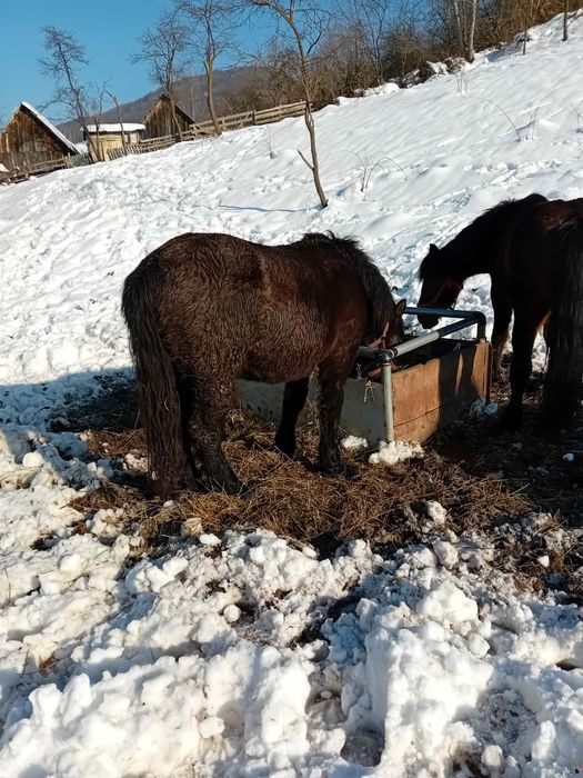 Mânz semigreu de vanazare