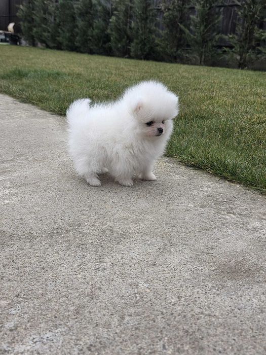 Pui rasa pomeranian