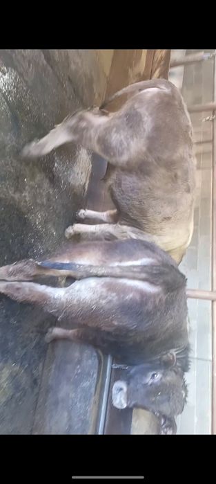 Продам упитанных бычков!