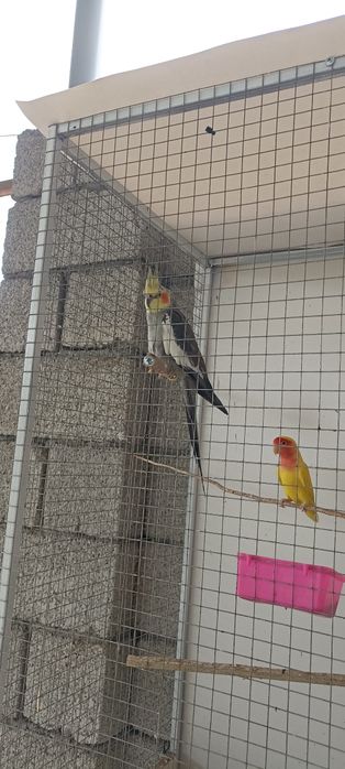 неразлучники пара попугаи карелла