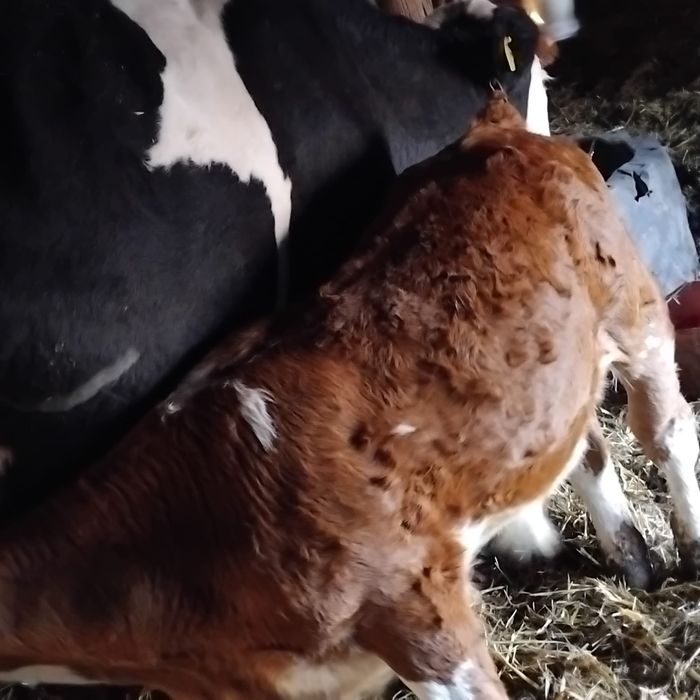 Vând o vaca de 5 ani