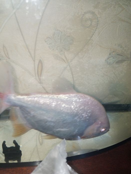 Рыба пиранья паку