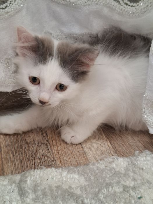 Дарю 3 чудных котят