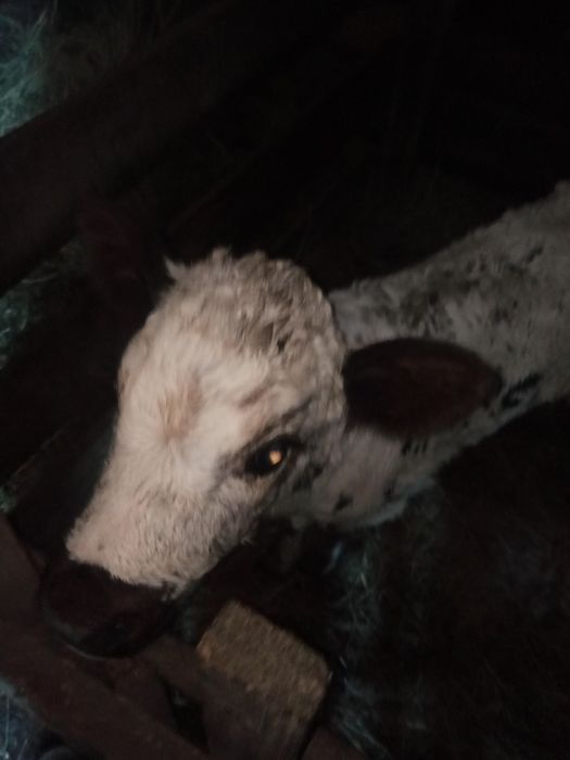 Продам телочку. 7 дней