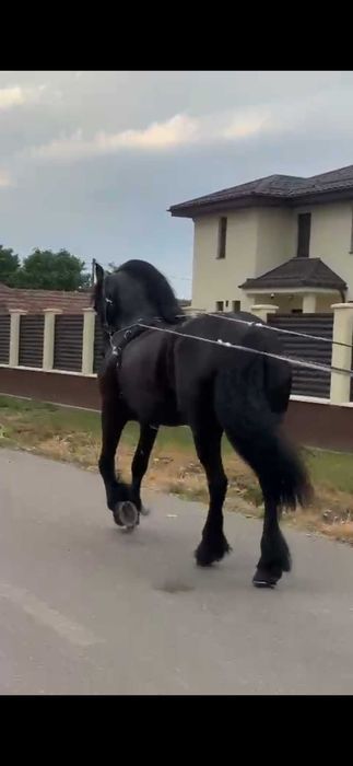 Iapa friziana  de vinzare