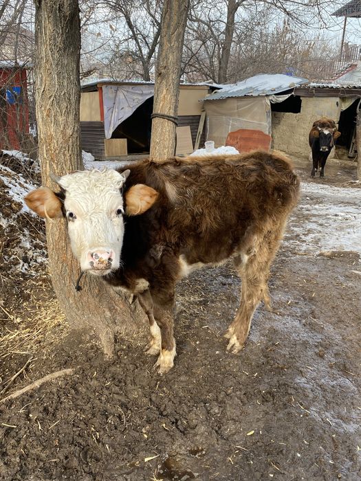 Теленок / бызау