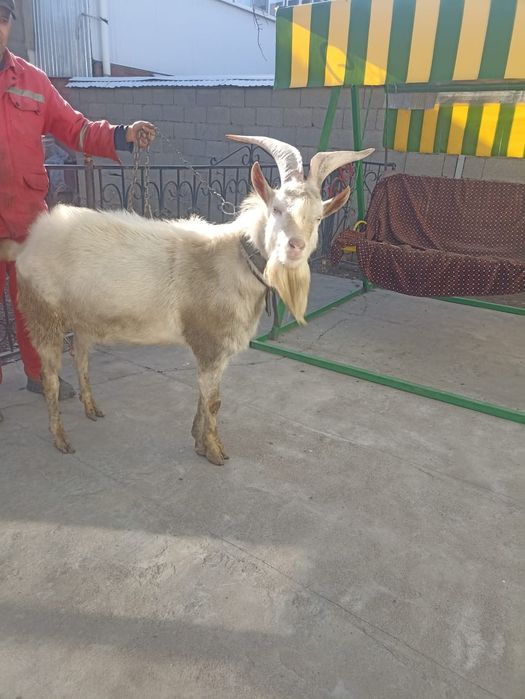 Продаётся козёл .