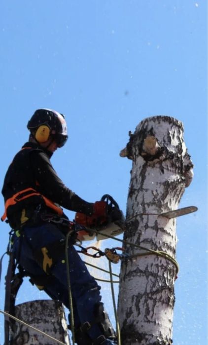 Профессиональный спил деревьев
