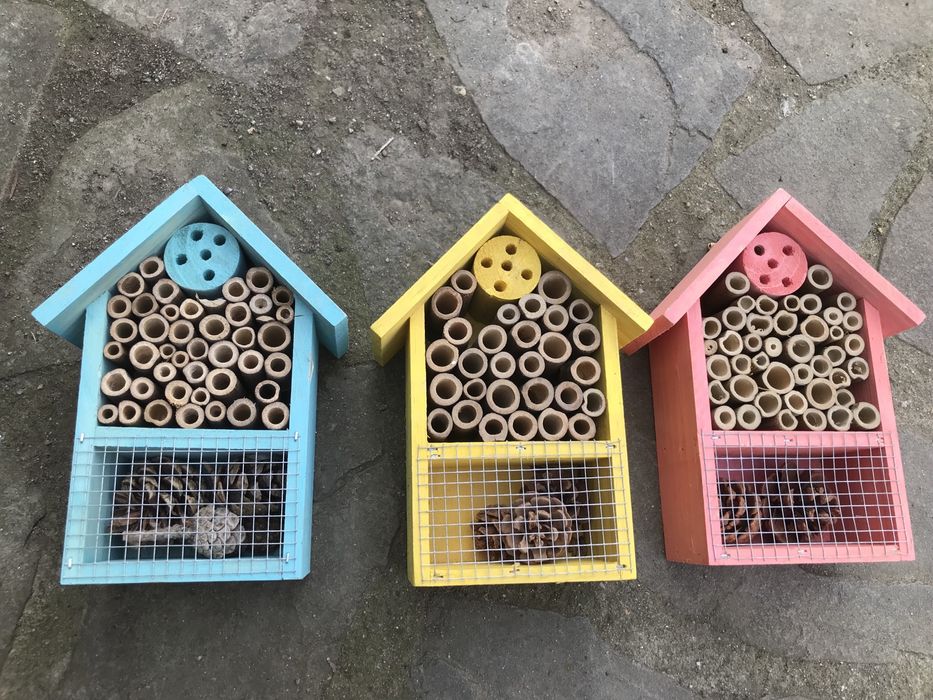macerat gainat pasare maturat 4 ani, galbenele casute insecte