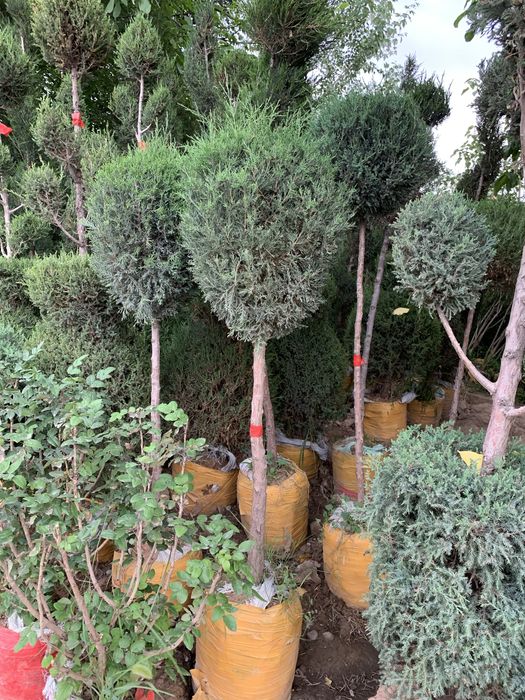 Bonsai speral va chupachups majjevelniklar