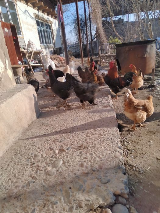 Satilmadigan Damashni tuqimlarbor