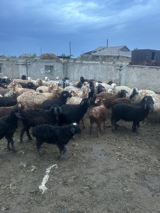 Қозылы қой Бараны продам