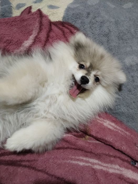 Предлагается щенок шпица