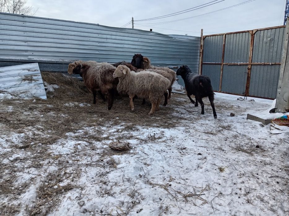 Продам баранов 3000 кг дешевле нет