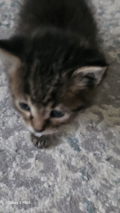 Отдам маленького котенка