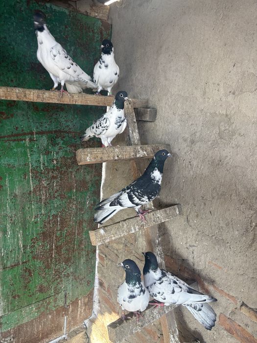 Голуби. Широкохвостые. Бакинские