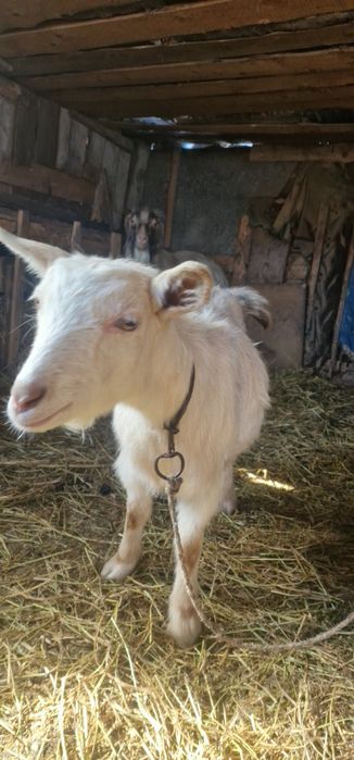 Vand mielute, tap si capre