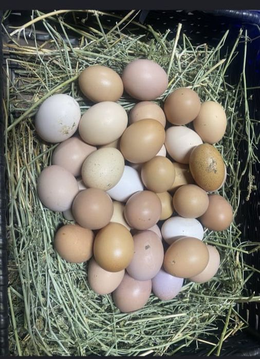 Продажа куры ламан браун