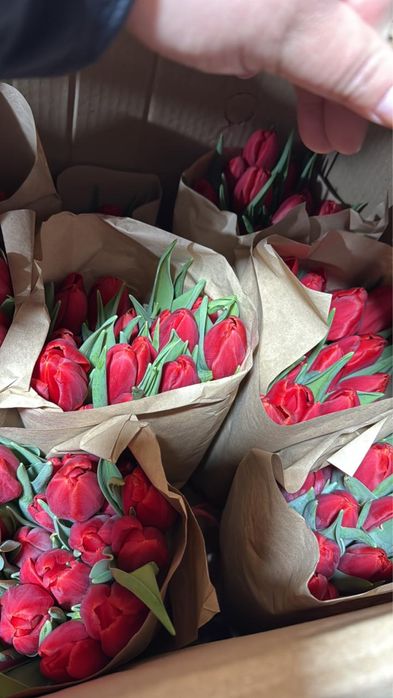 Продам опт тюльпаны балхаш