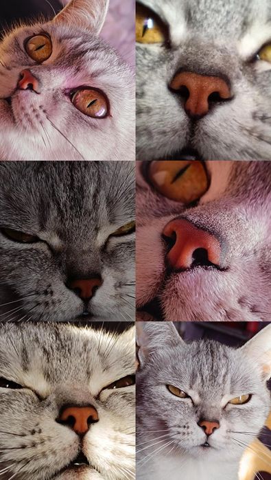 Продам Шотландских кошечек Whiskas