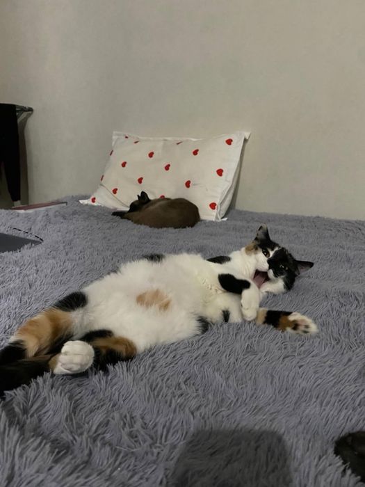 Пристравивается кошечка