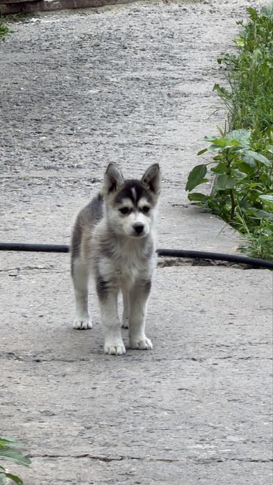 Продам хаски 1 месяц