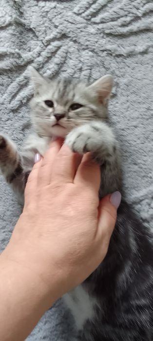 Шотландские котята продажа