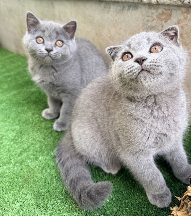 Продавам британско и шотландско коте  котенца