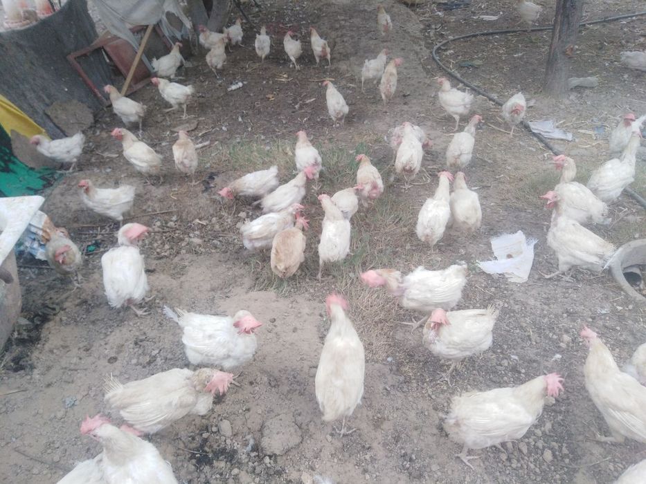 Oq nesuchka tuxum beradi hali