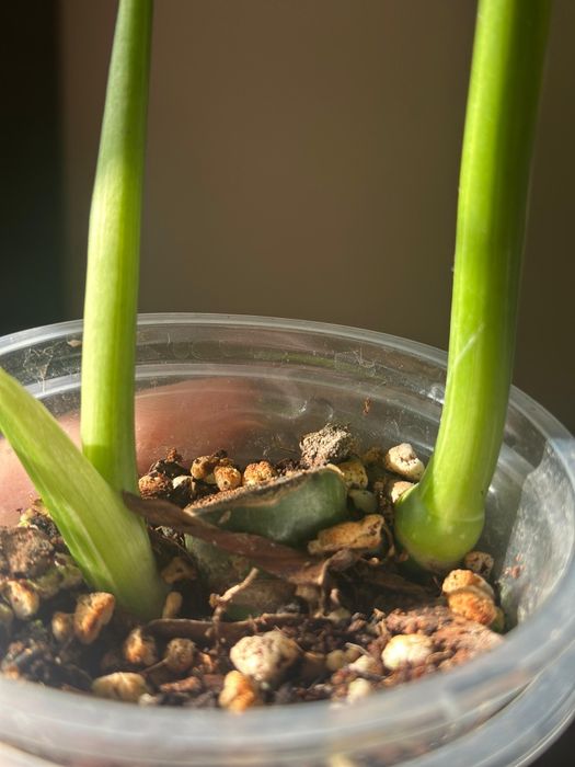 Монстера тайское созвездие два в одном