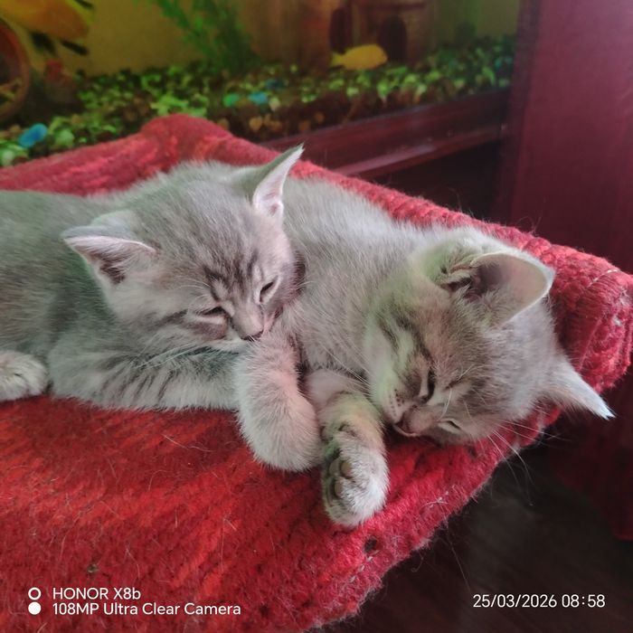 Отдам котят британцев