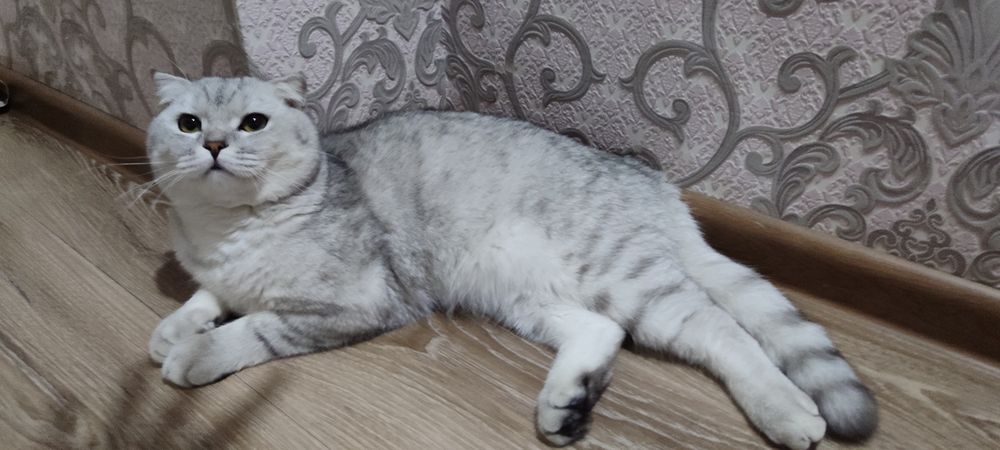 Серебристий Шиншила. Веслауха