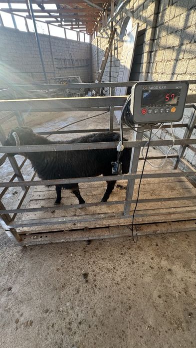Qo‘y so‘yish xizmati – 57 kg, 5,415 mln (hammasi ichida)