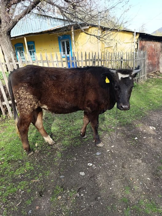 Продам молодую стельную первотелку
