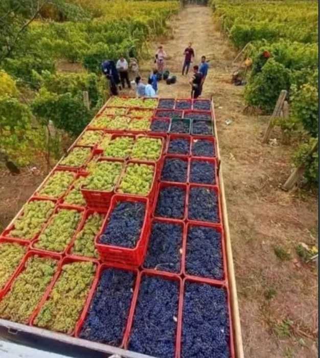 Vand Struguri de Vin
