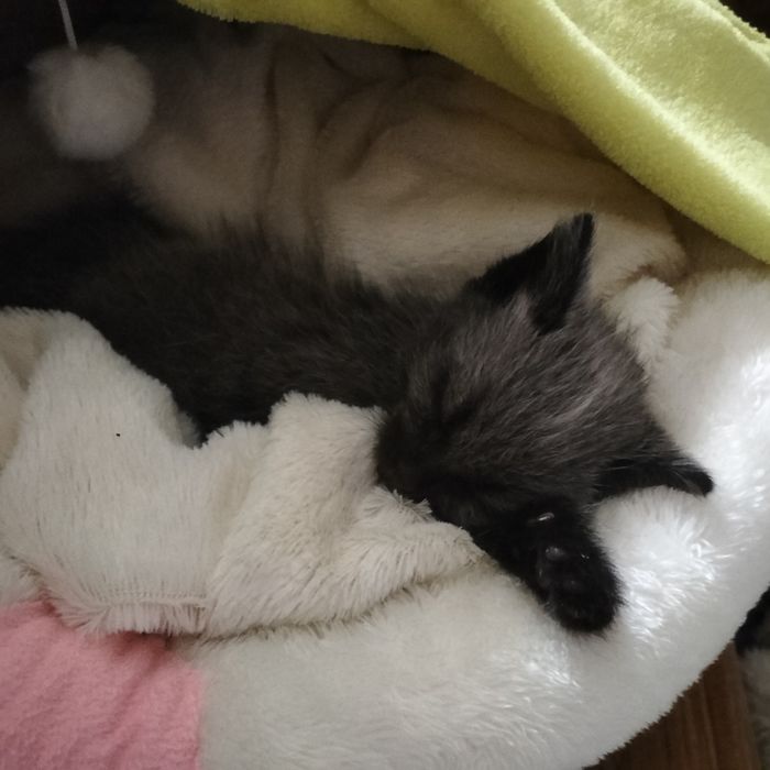 Очень красивая коша!!