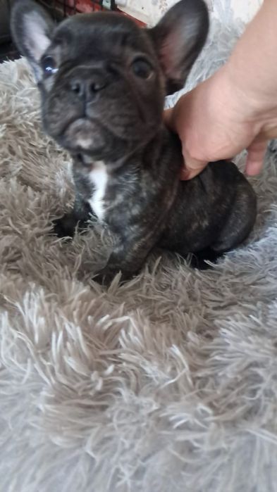 Французский бульдог девочка тигровая