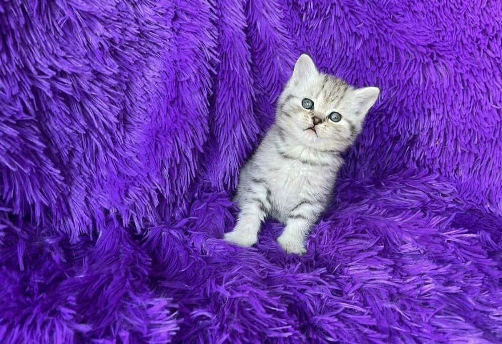 Мальчики и девочки 1.5 мес