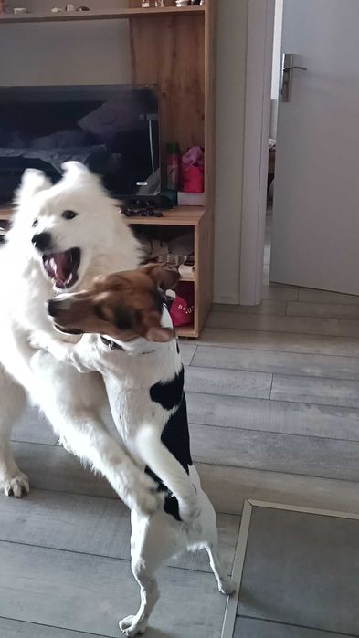 "Хотел" за кучета/гледач/