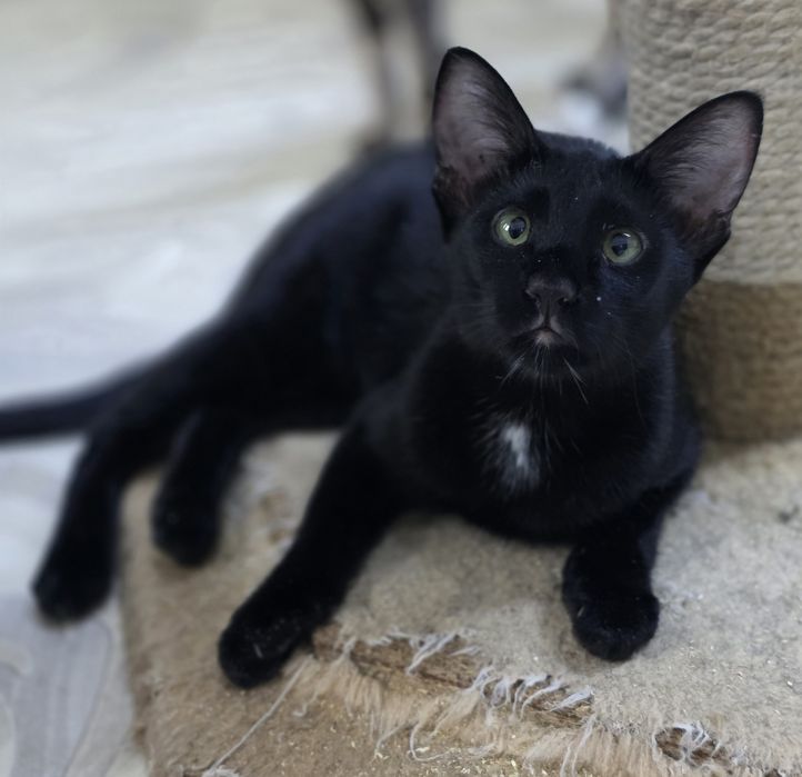 Петерболд, фенотип ориентала