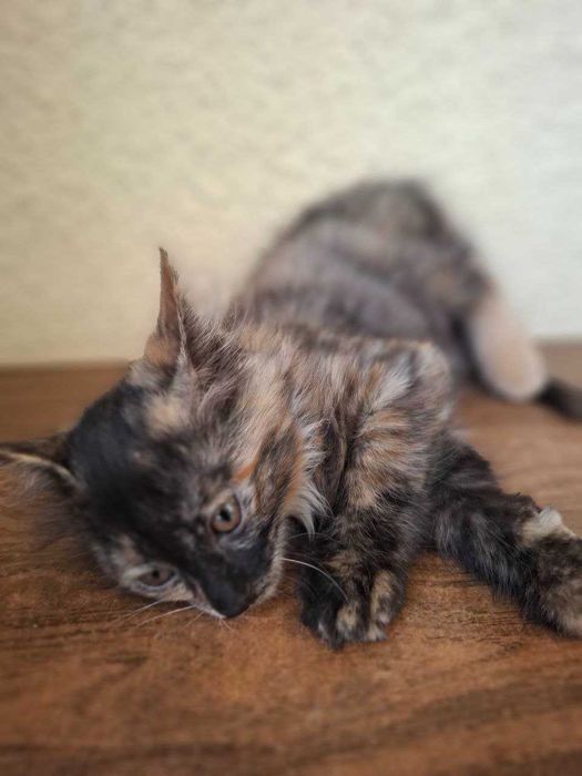 отдам котят в хорошие руки, к лотку приучены