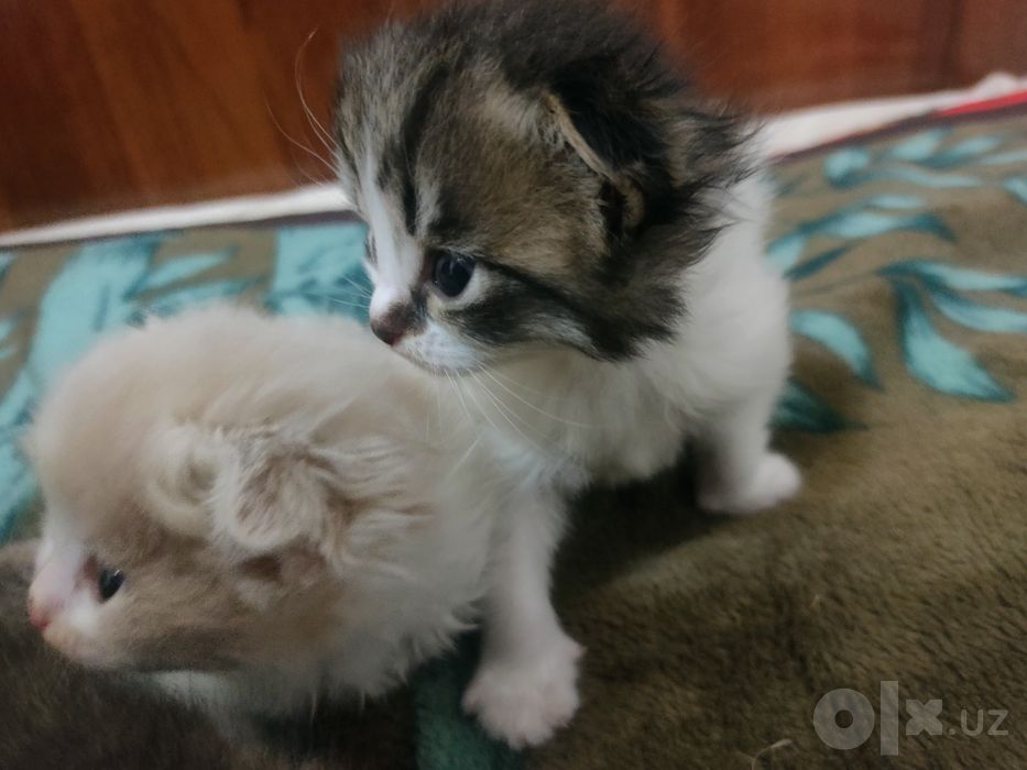 Продам котят -(4)-