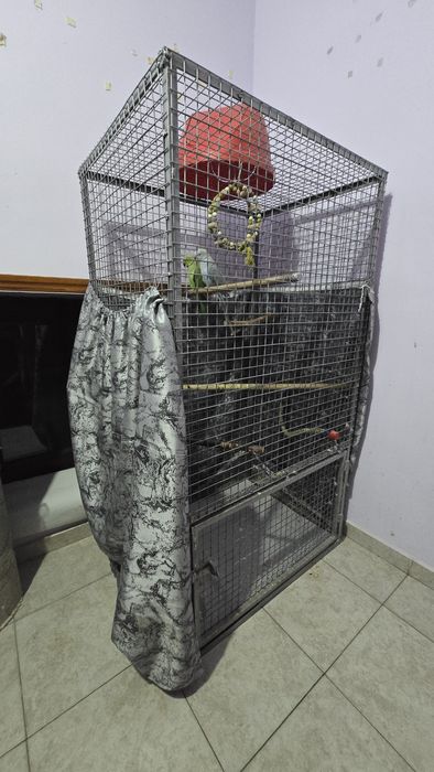 Vand 2 papagali micul Alexandu cușcă gratis ru și cușcă mare