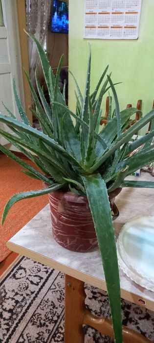 Алое гули сотилади