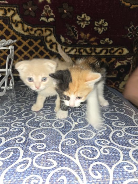 Отдаю 2 котят, мальчик и девочка, в добрые руки