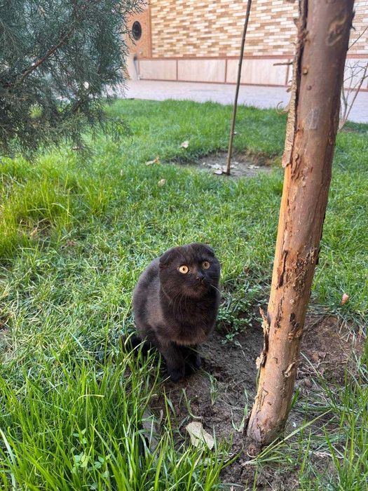 Фолд, вислоухий, очень воспитанный, послушная и умная, вид серьёзный