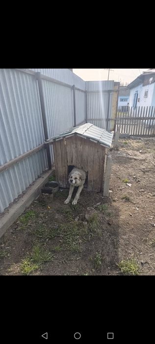 Отдам даром собаку