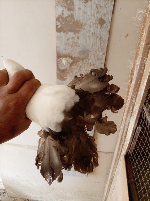 Павлины голуби взрослые