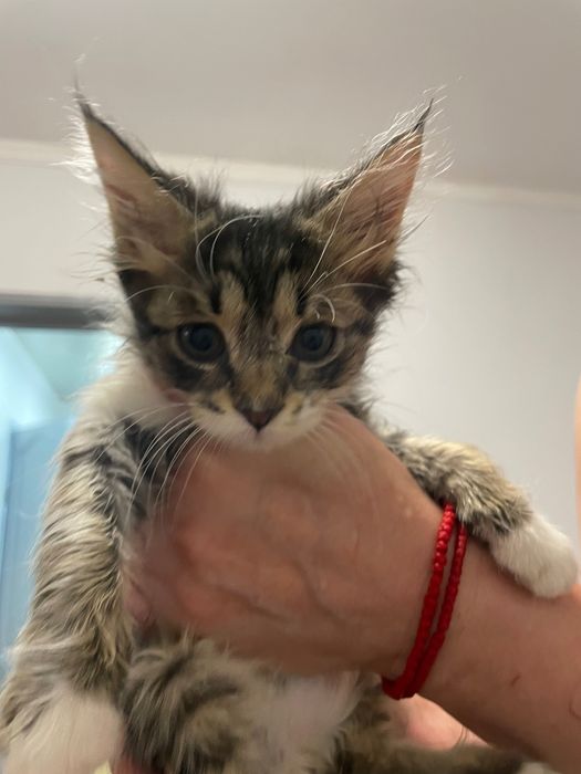 Котята бесплатно!