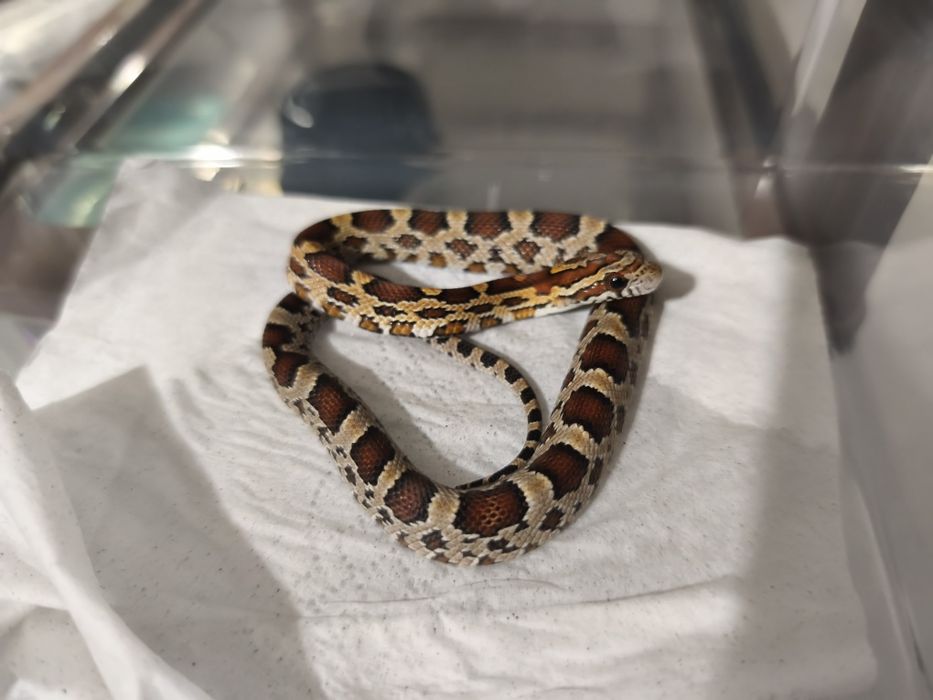 Продам маисового полоза